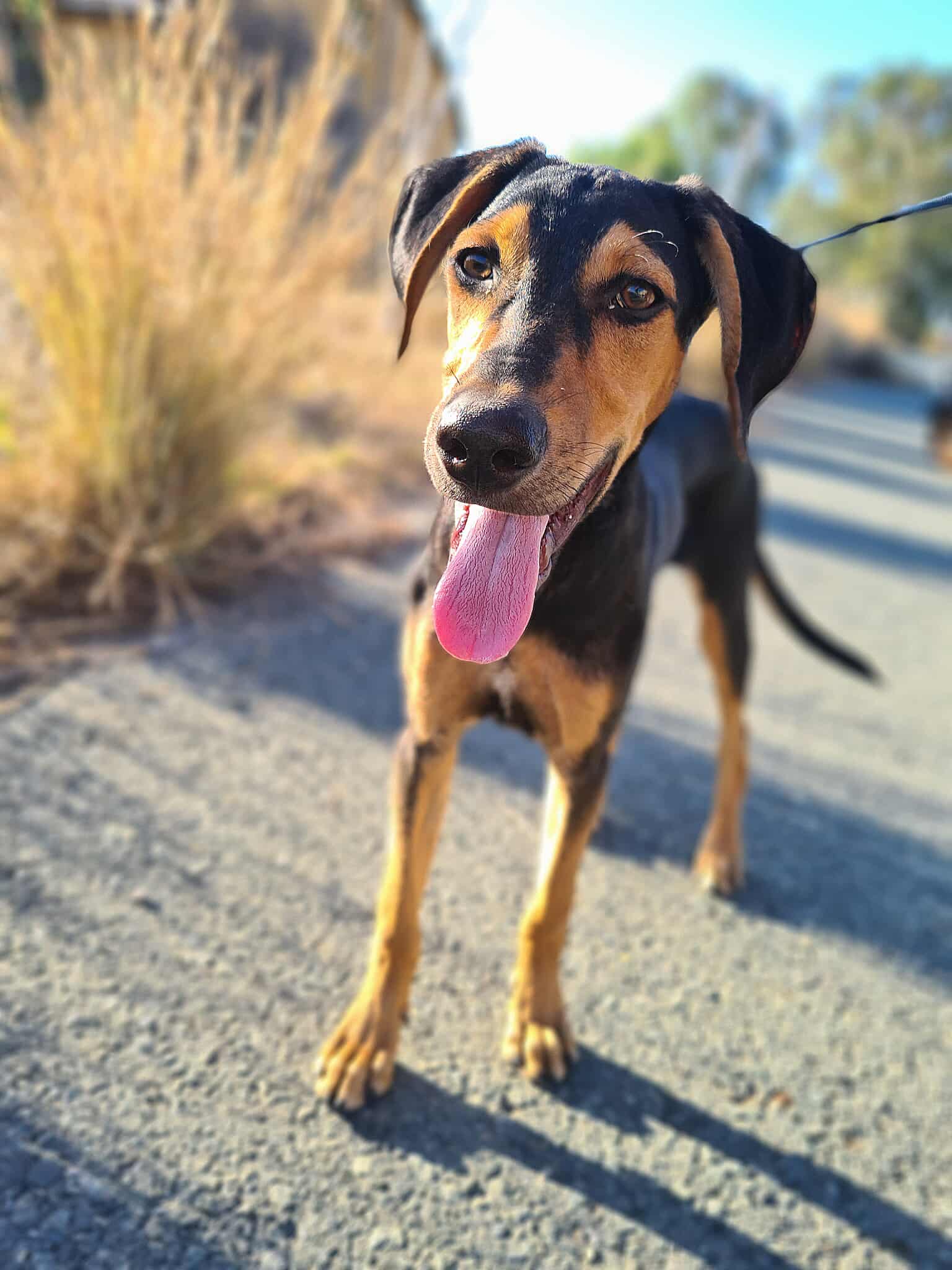 517989284_1159522526216731_6698474857382056550_n