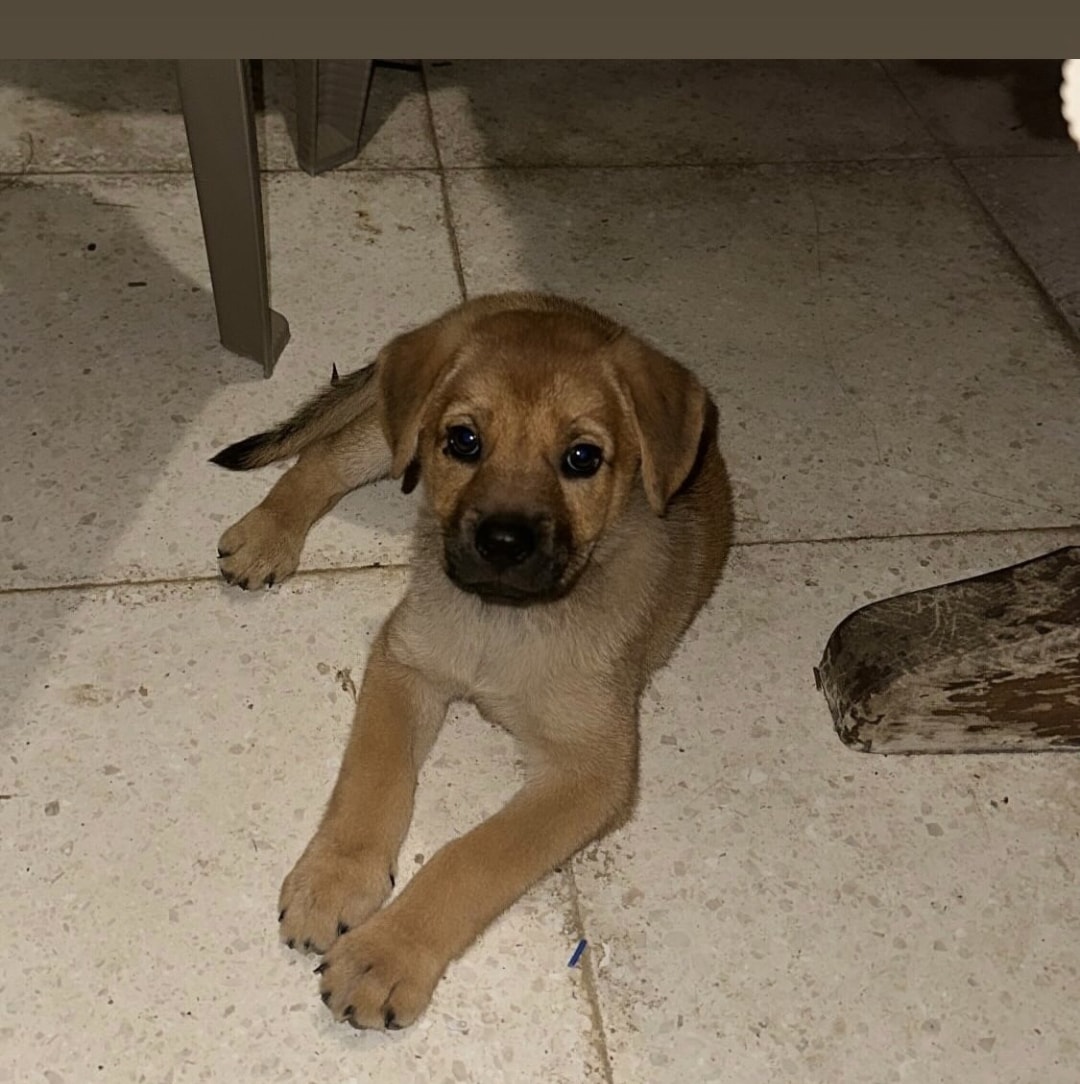 522664582_955926589964829_6673967781234778043_n