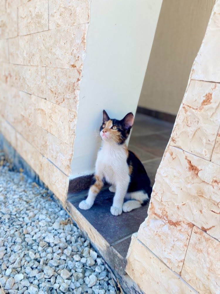 56203301-3C69-4543-8DCC-2D2B5B3BD3FD