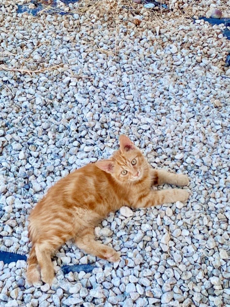 6A39F5F6-AAFF-4345-93C4-6D4F73C23EDB