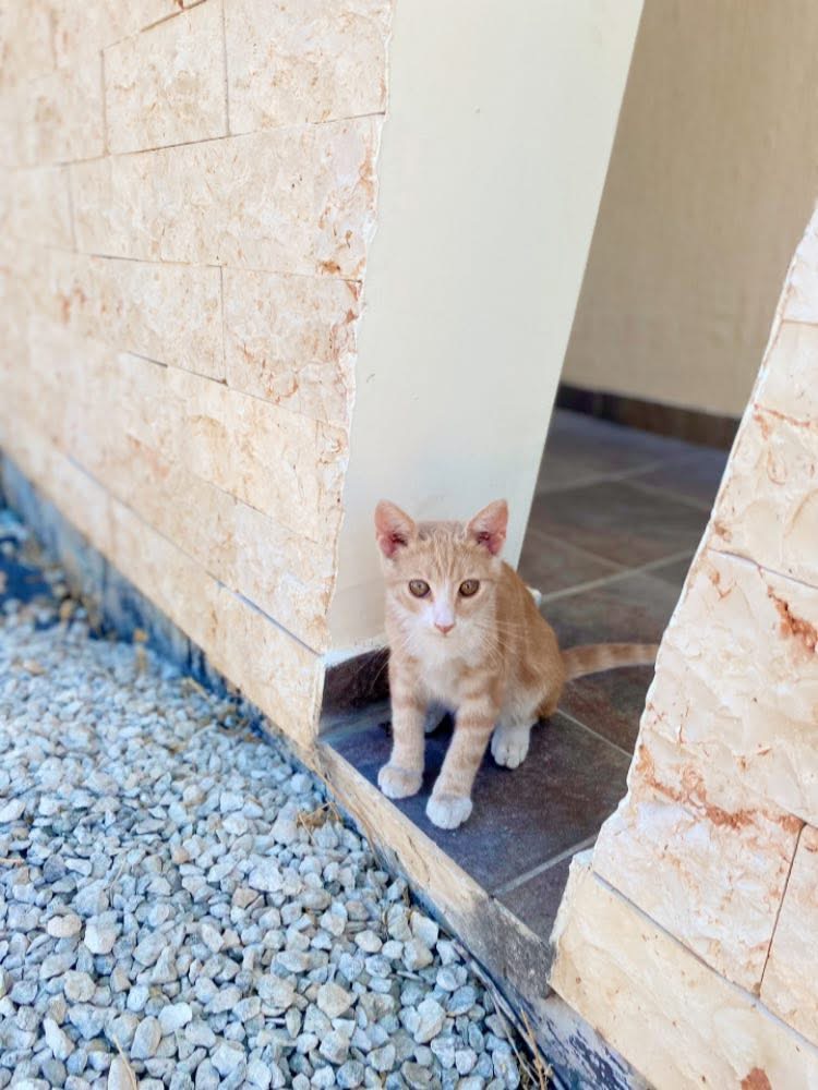 9B8FCCEE-3AE8-443B-9136-1BE1C2ACAFF8