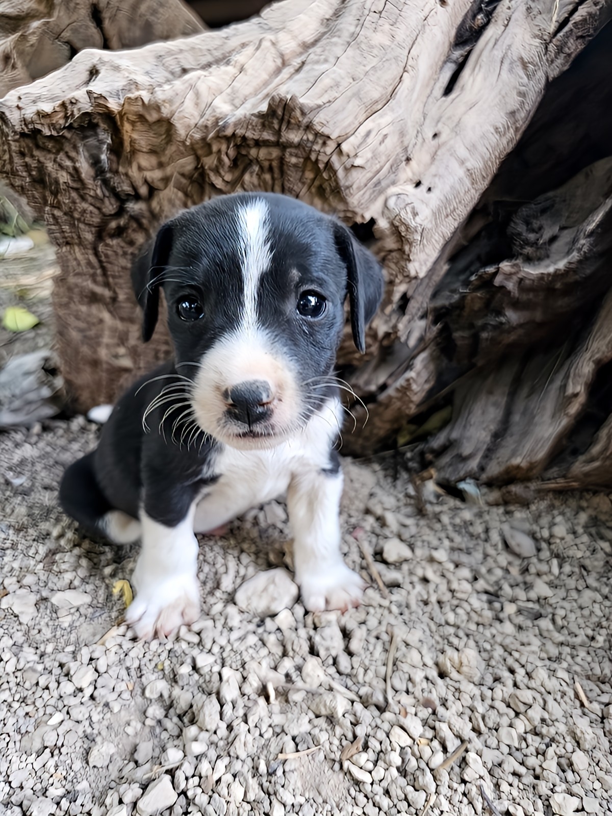 inbound3060593994305569356