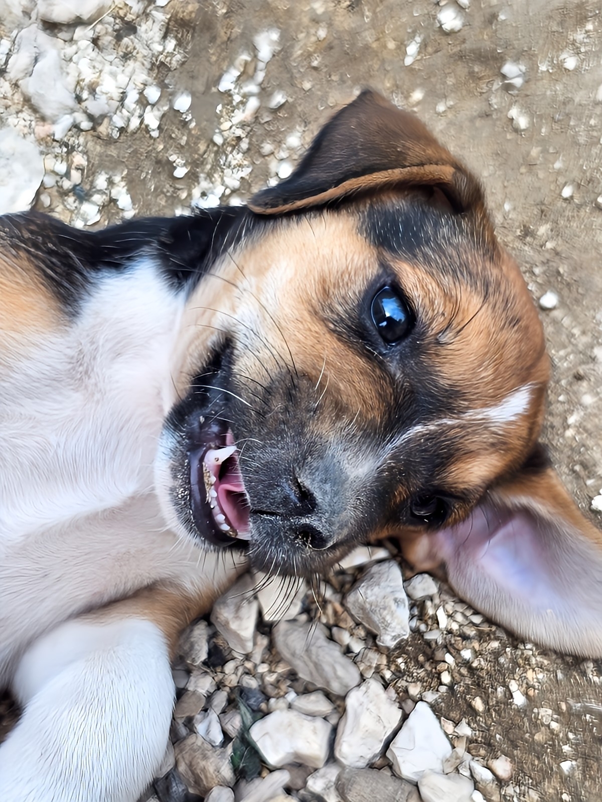 inbound6994421652565518652