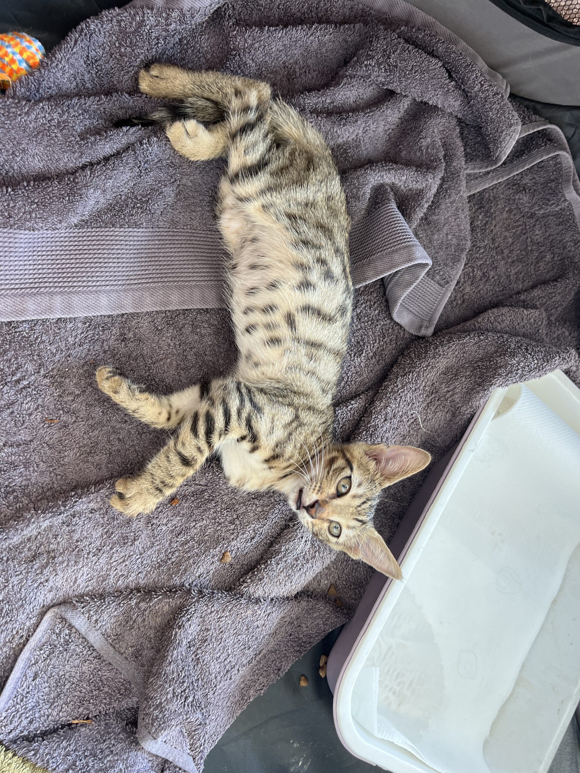 IMG_E14C1E8F-3935-45C5-BE5D-D2962E9A7066