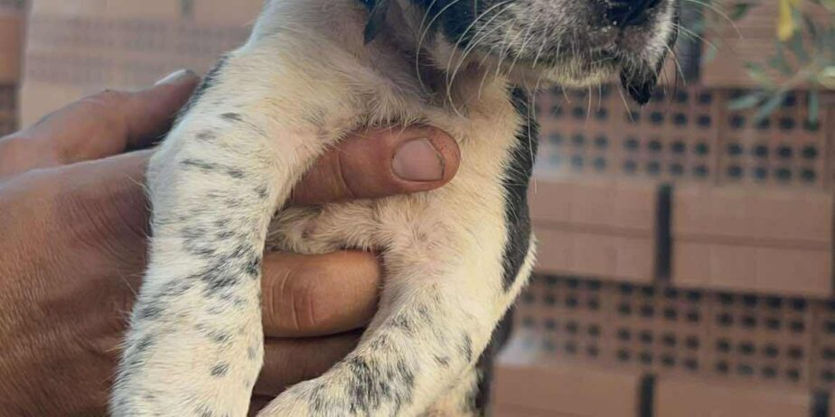 Puppy2-girl-1