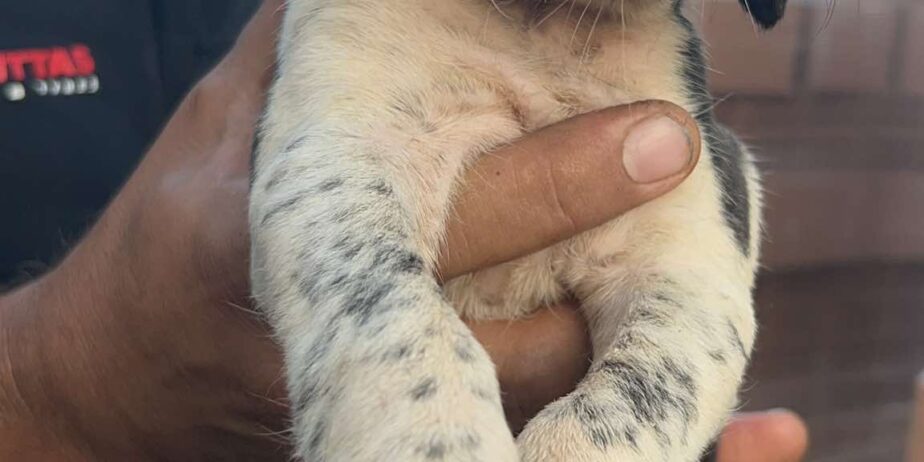 Puppy2-girl-2