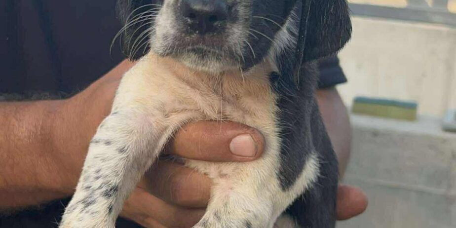 Puppy2-girl-3