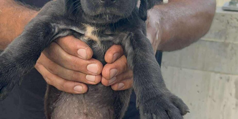 Puppy3-boy-2