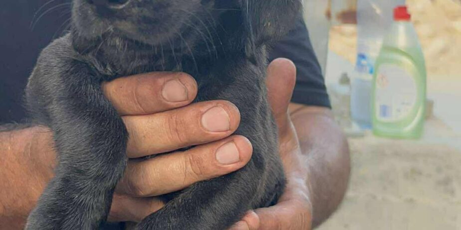 Puppy3-boy-3