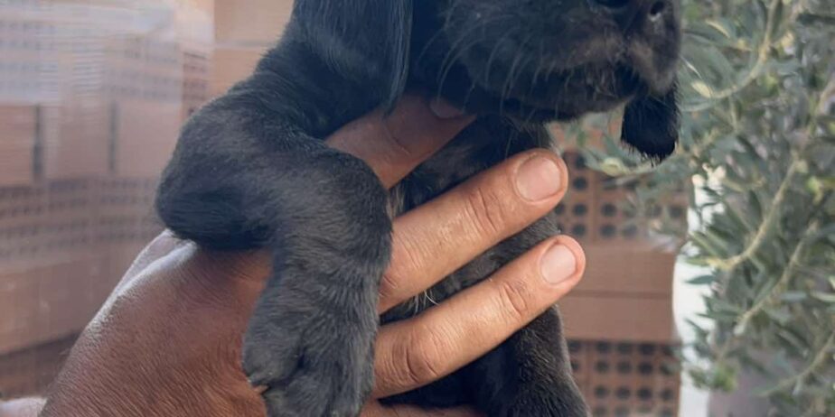 Puppy3-boy-4
