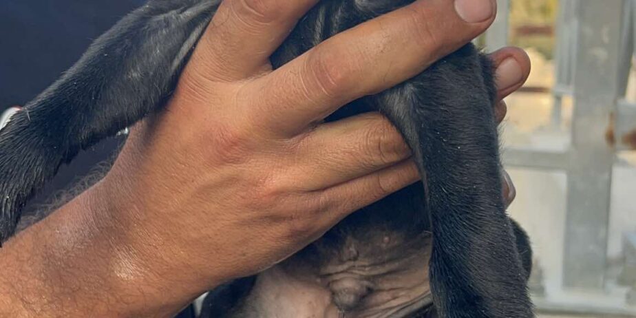 Puppy4-boy-1