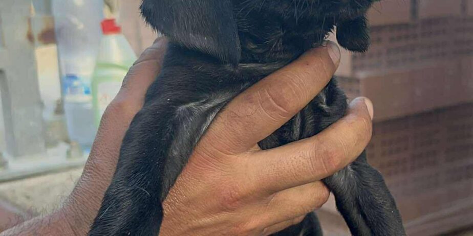 Puppy4-boy-2