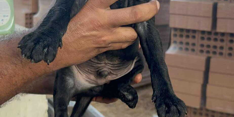 Puppy4-boy-3