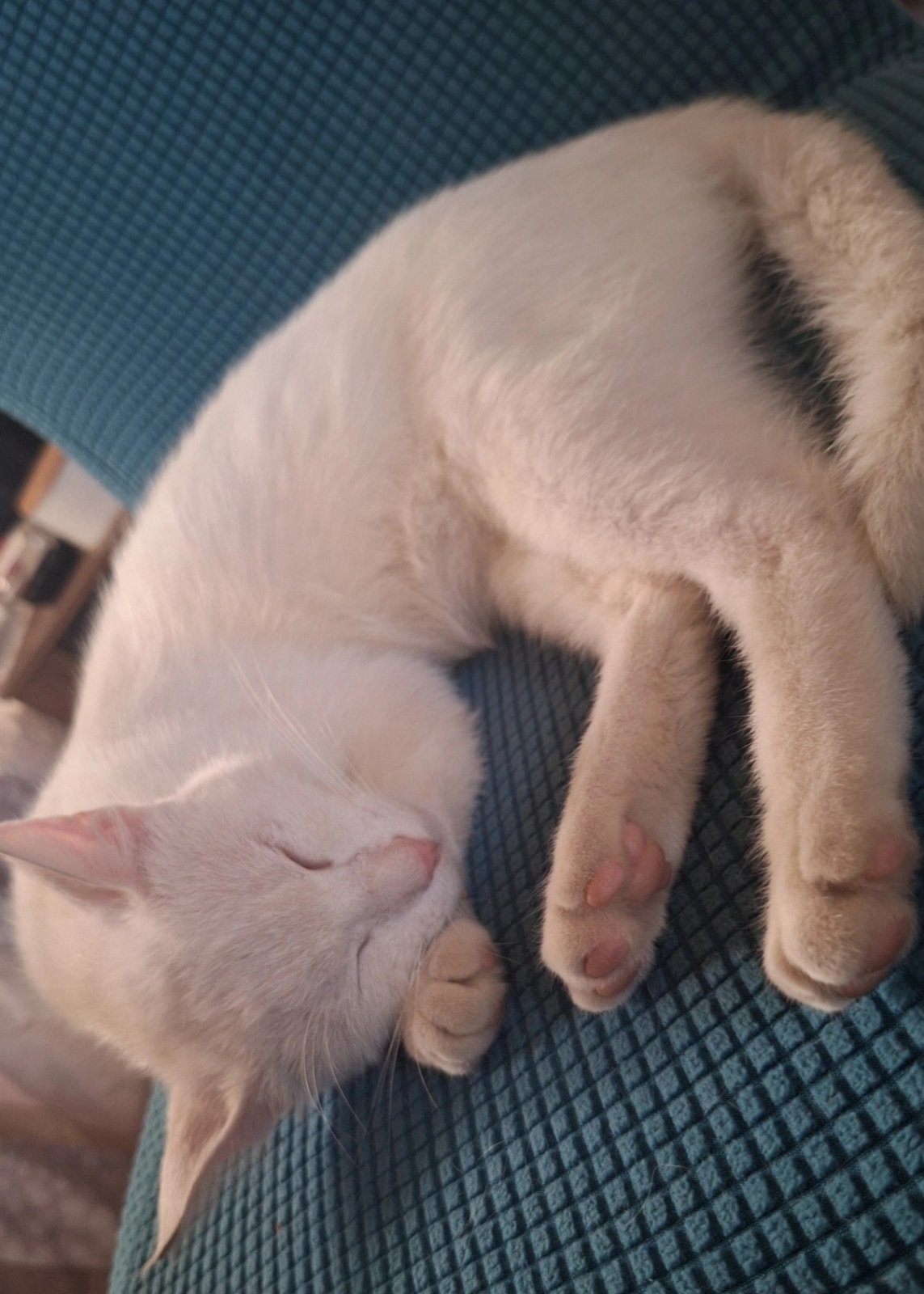 inbound2382299450374647659