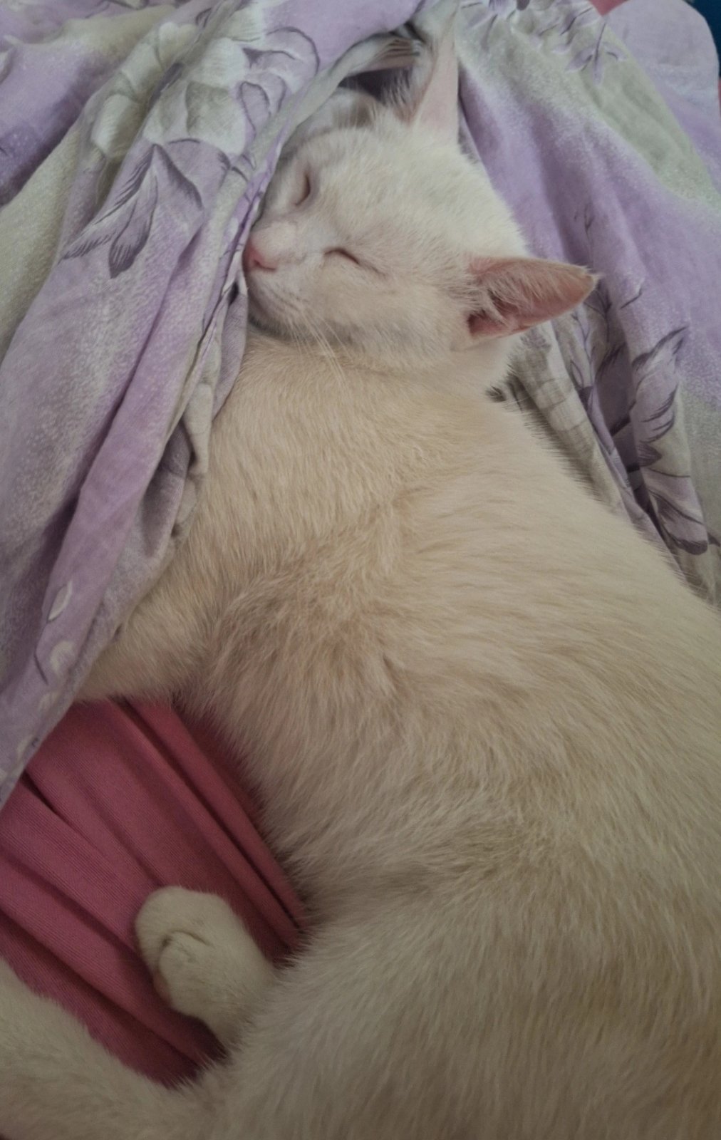 inbound2713041071770704538