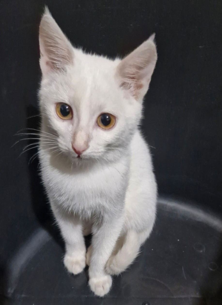 inbound2850806661171289577