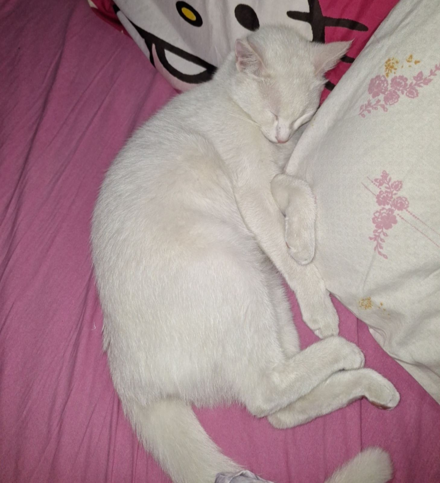 inbound4136629861627560836