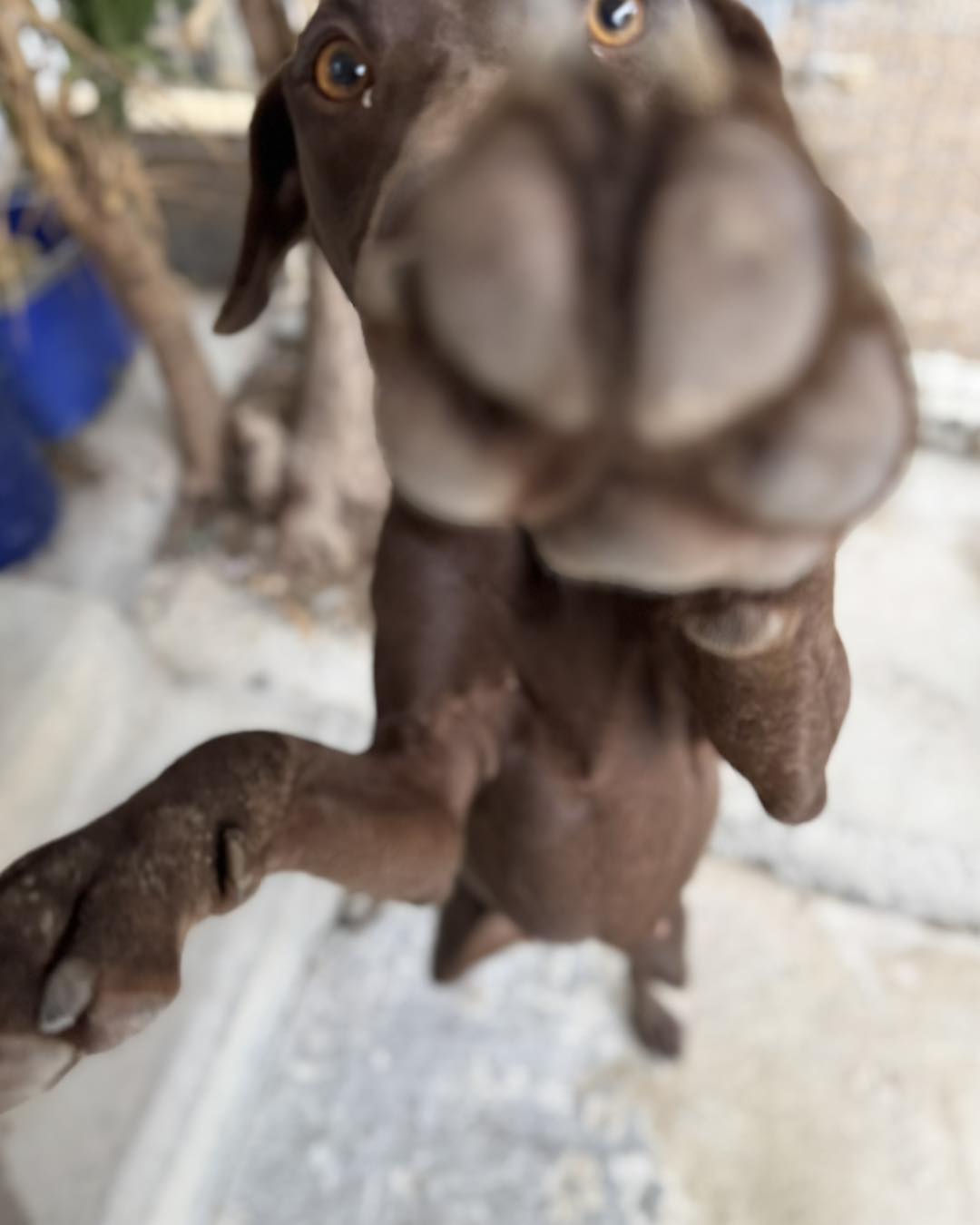 557987097_816892667520579_7248967955614597696_n