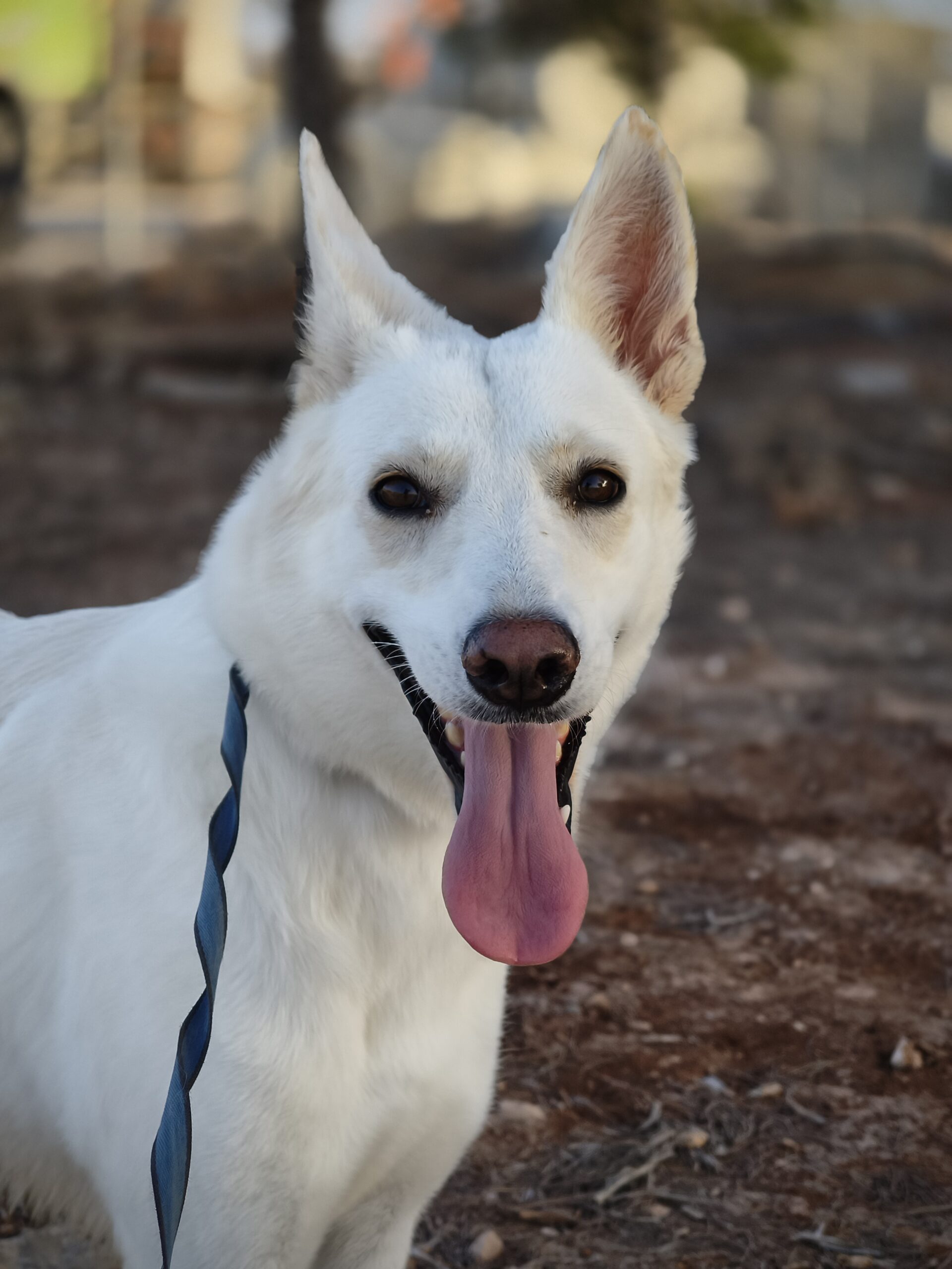 IMG_20251003_173712_1