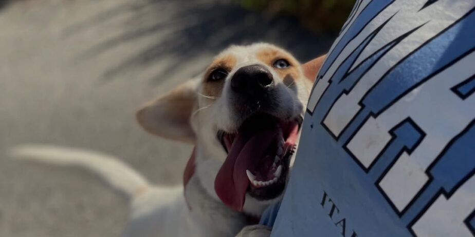 Lily-❤️-1-year-old-Husky-mix-medium-sized-girl-19-kg🩺-Dewormed-microchipped-neutered-a-5