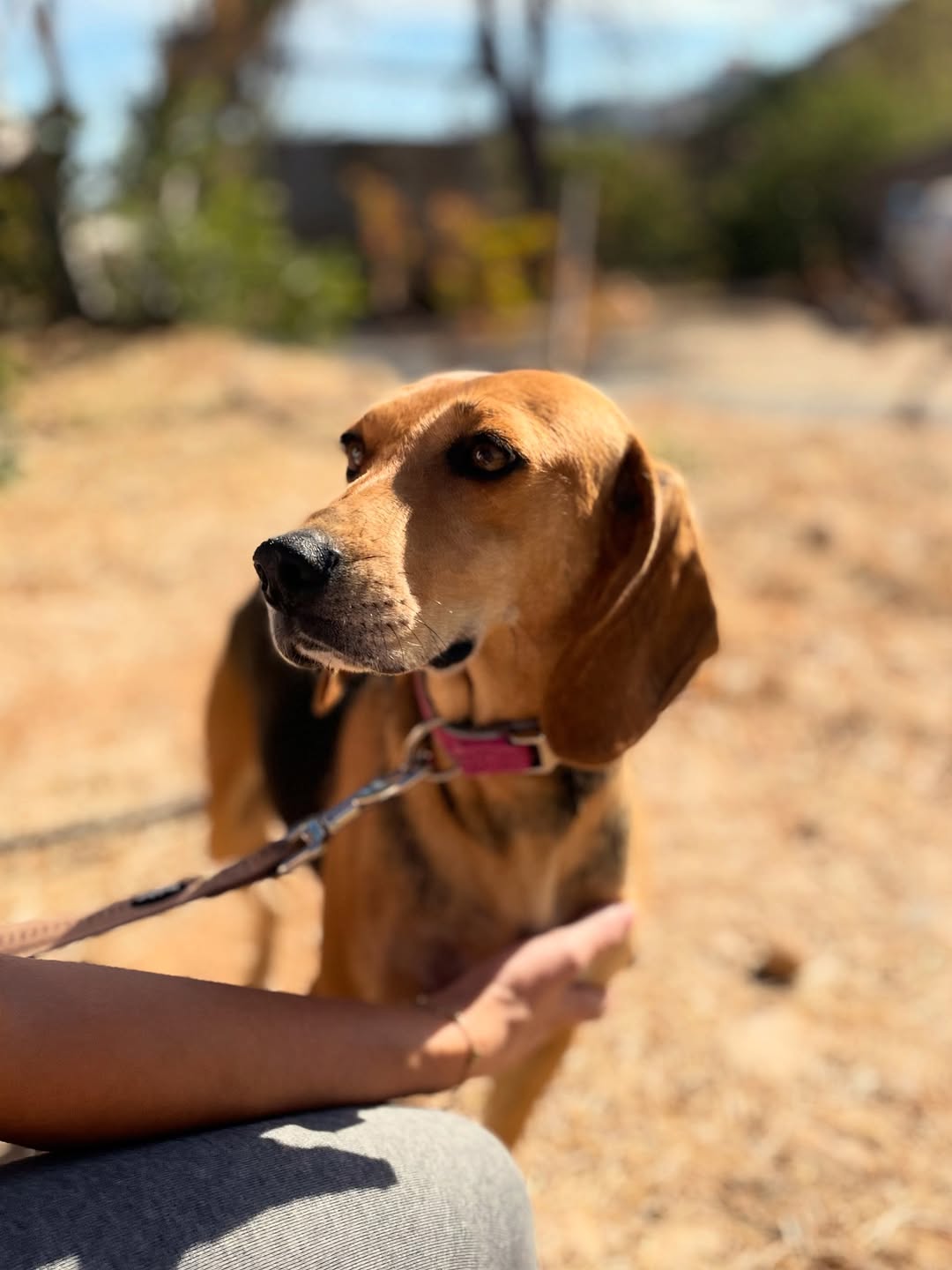 Molly❤️-3.5-years-old-Pointer-cross-small–medium-sized-girl-11-kg-🩺-Infection-free-vacc-1