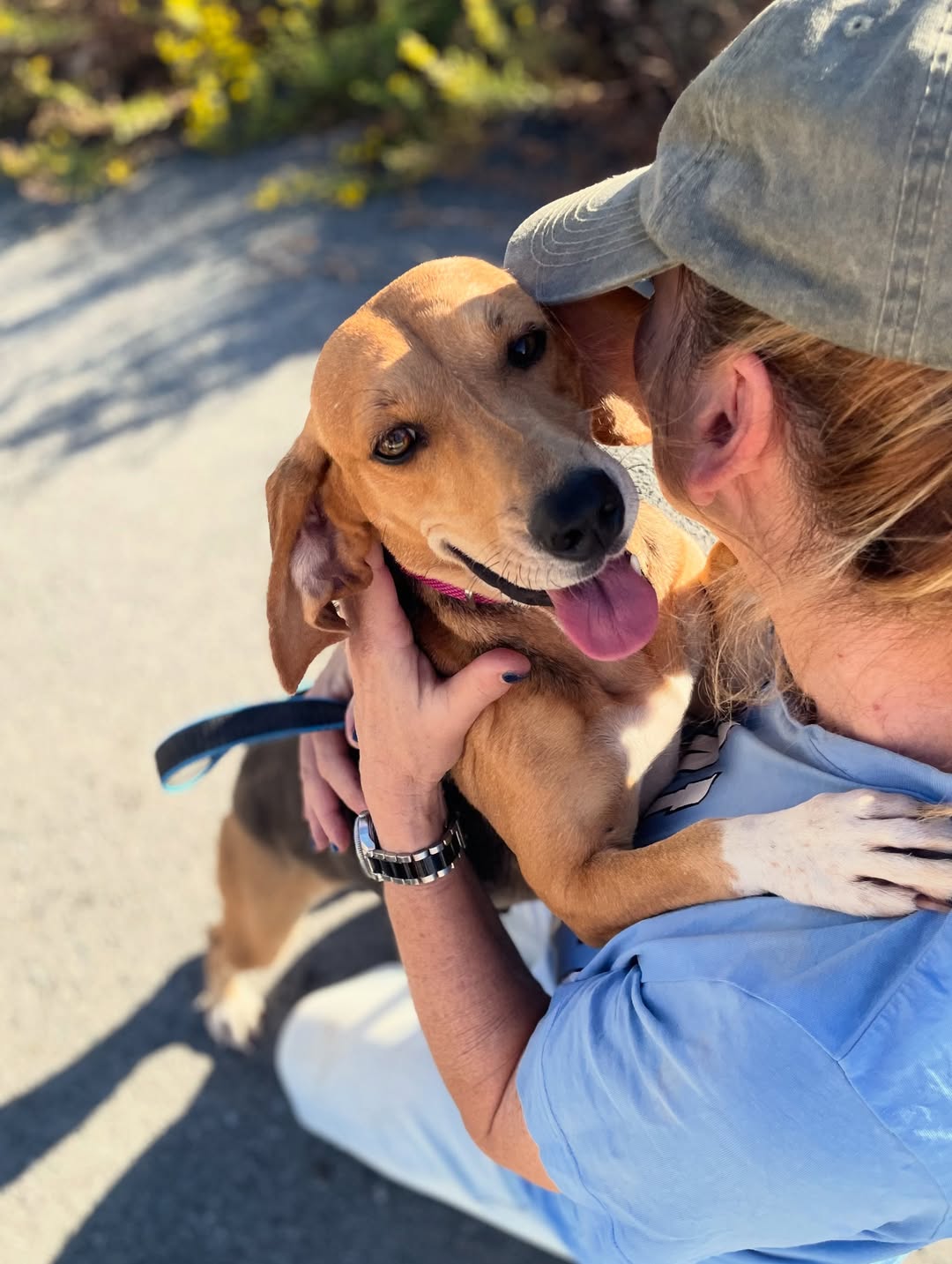 Molly❤️-3.5-years-old-Pointer-cross-small–medium-sized-girl-11-kg-🩺-Infection-free-vacc-3