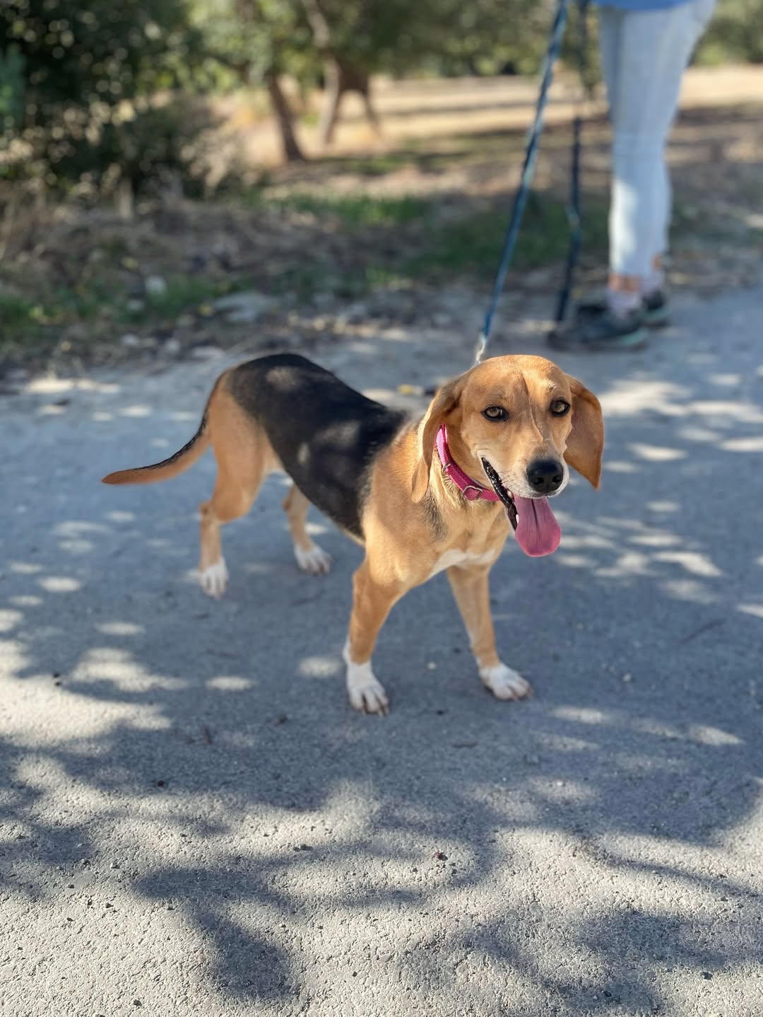 Molly❤️-3.5-years-old-Pointer-cross-small–medium-sized-girl-11-kg-🩺-Infection-free-vacc-4