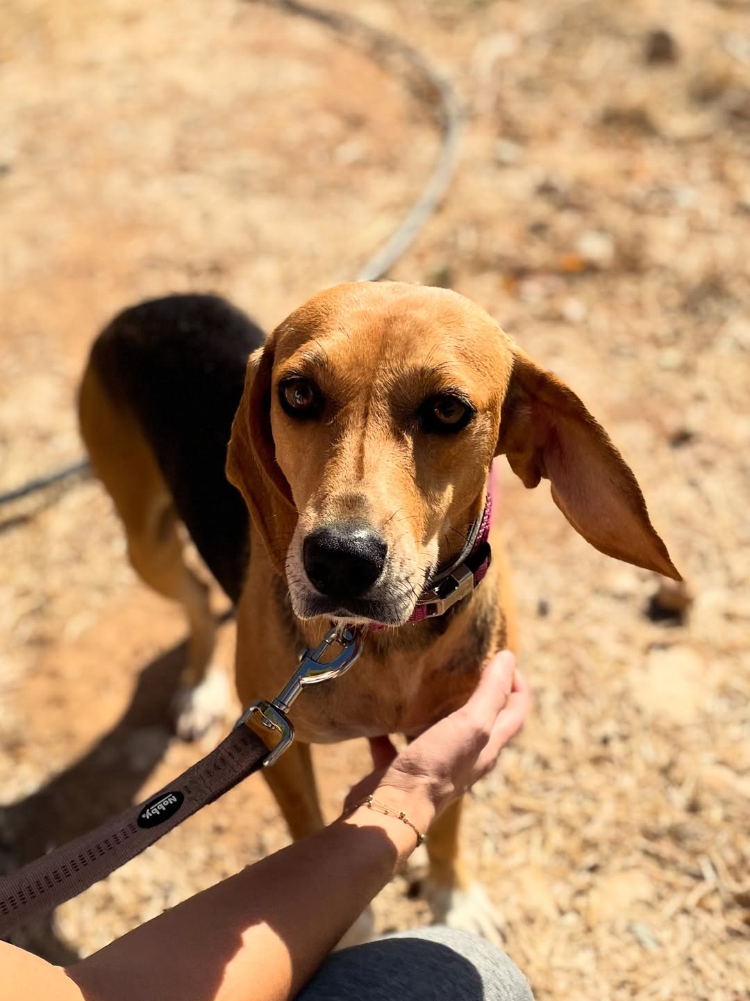 Molly❤️-3.5-years-old-Pointer-cross-small–medium-sized-girl-11-kg-🩺-Infection-free-vacc