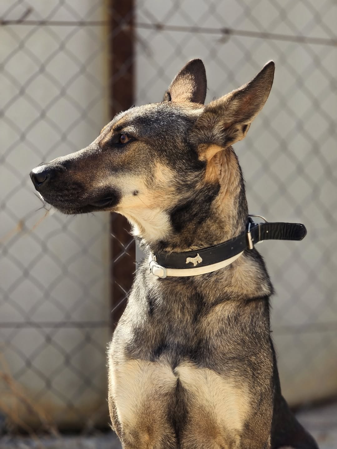 Silver-❤️-2-years-old-mixed-breed-large-sized-boy-27-kg-🩺-Fully-tested-neutered-microch-1