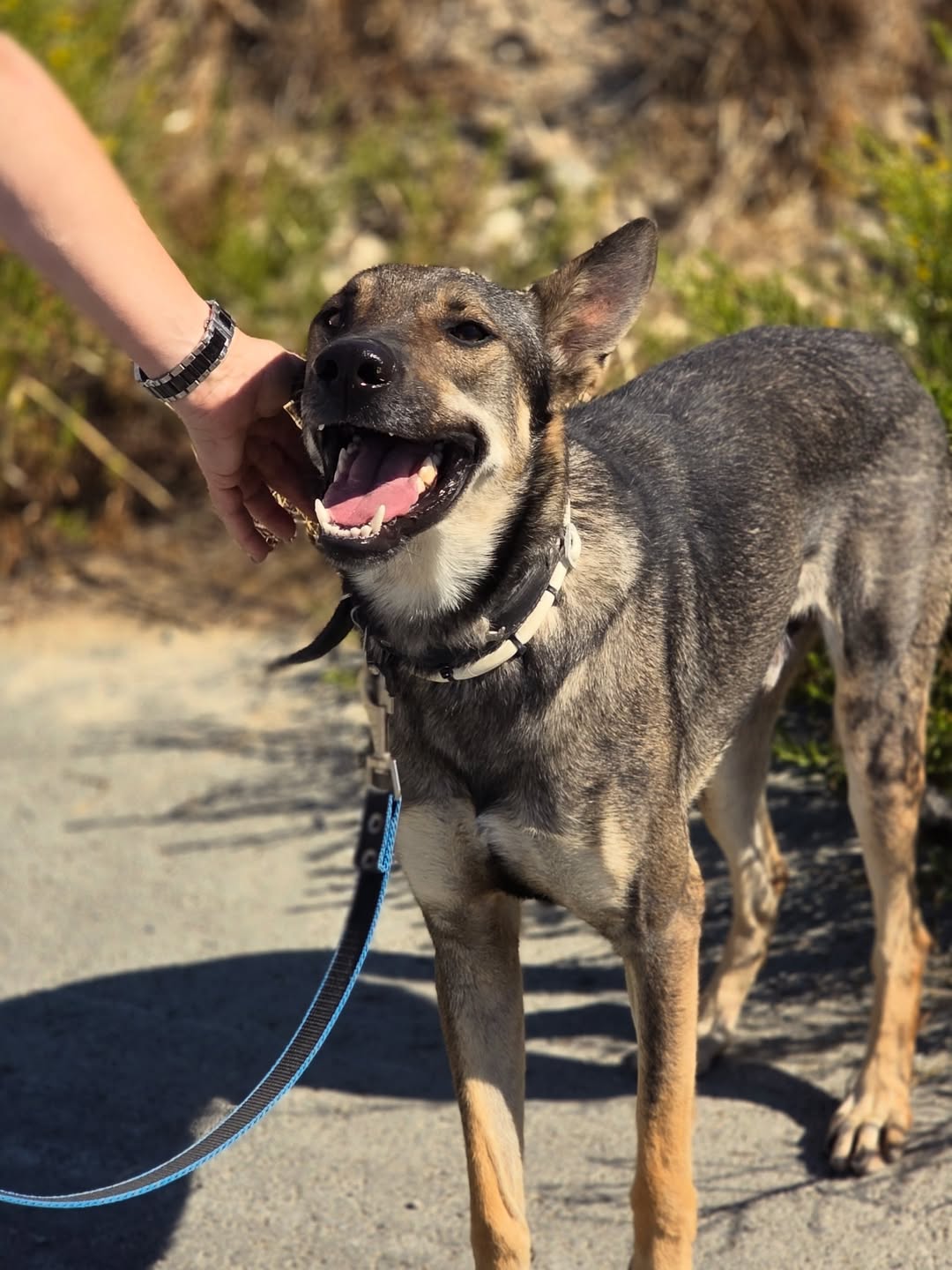 Silver-❤️-2-years-old-mixed-breed-large-sized-boy-27-kg-🩺-Fully-tested-neutered-microch-4