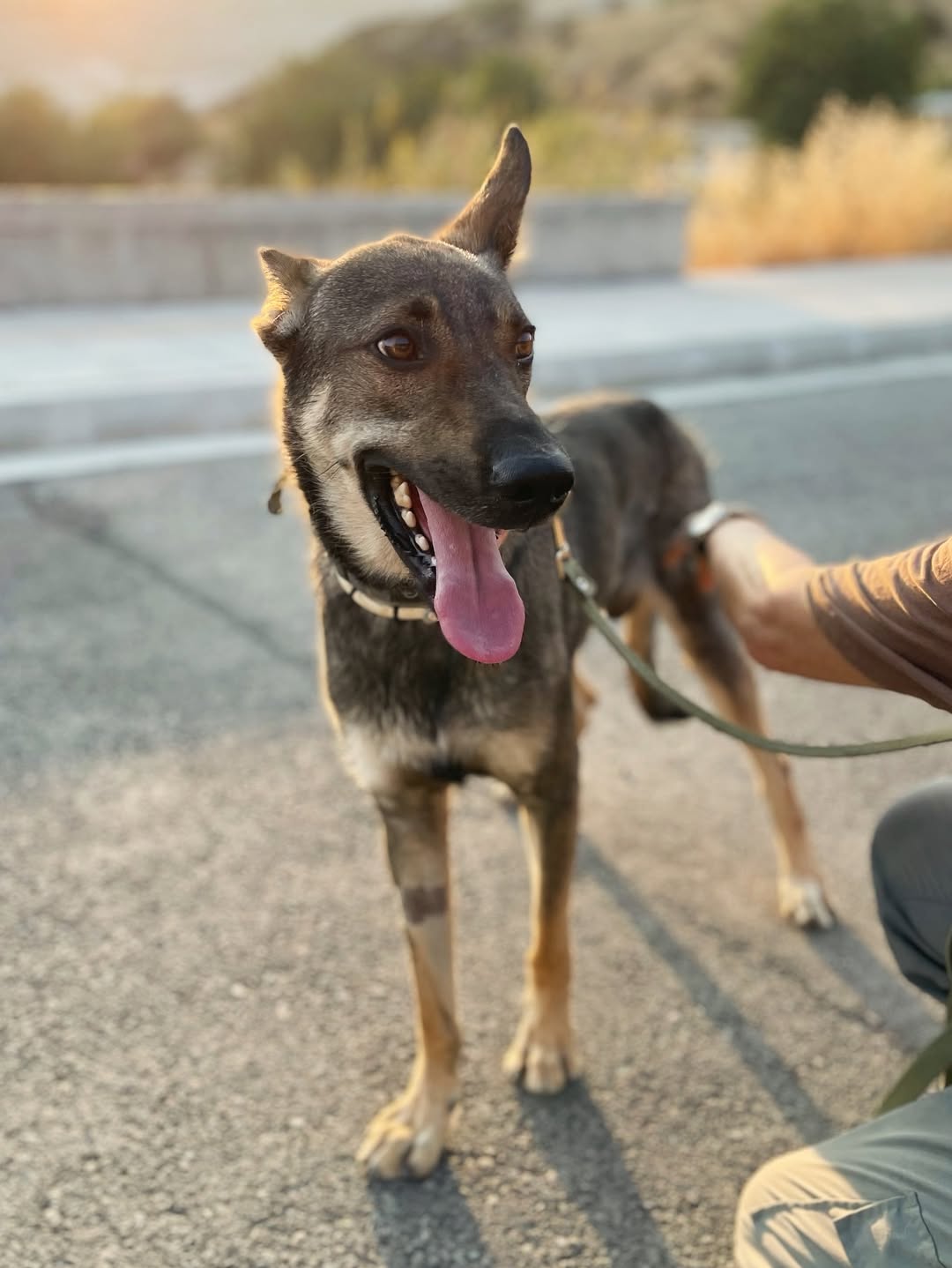 Silver-❤️-2-years-old-mixed-breed-large-sized-boy-27-kg-🩺-Fully-tested-neutered-microch-5