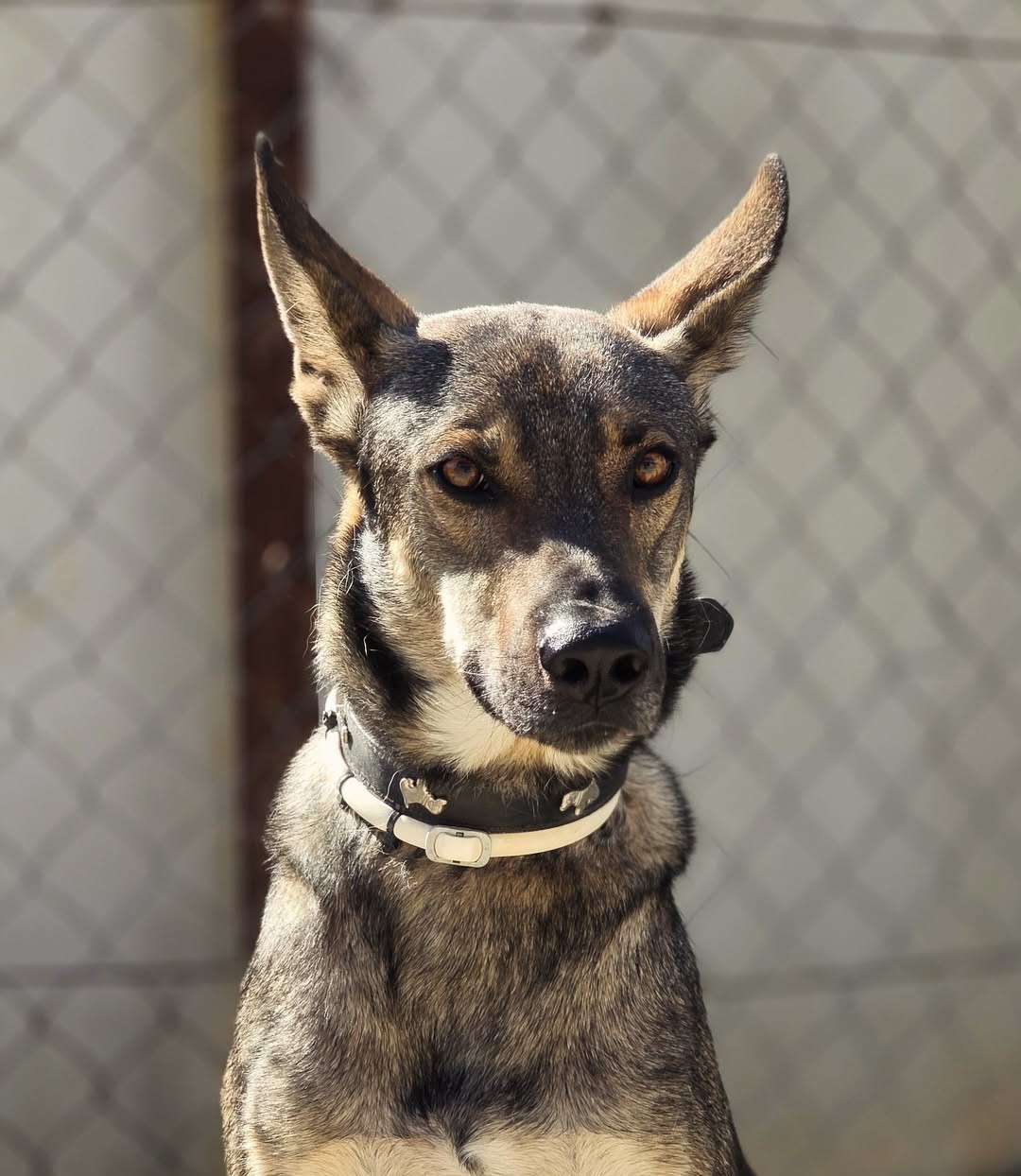 Silver-❤️-2-years-old-mixed-breed-large-sized-boy-27-kg-🩺-Fully-tested-neutered-microch