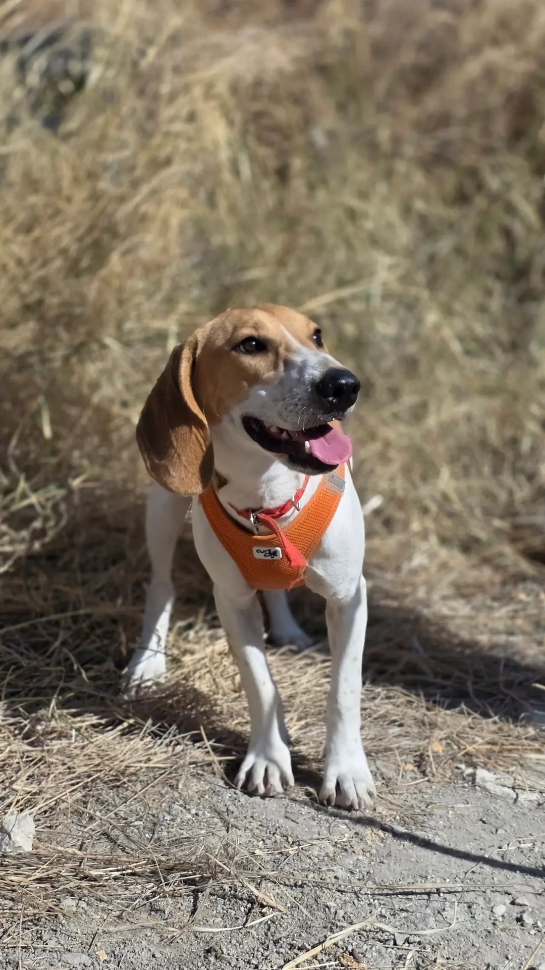 beagle-cross