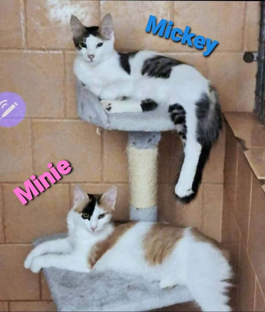 inbound188709950762381564