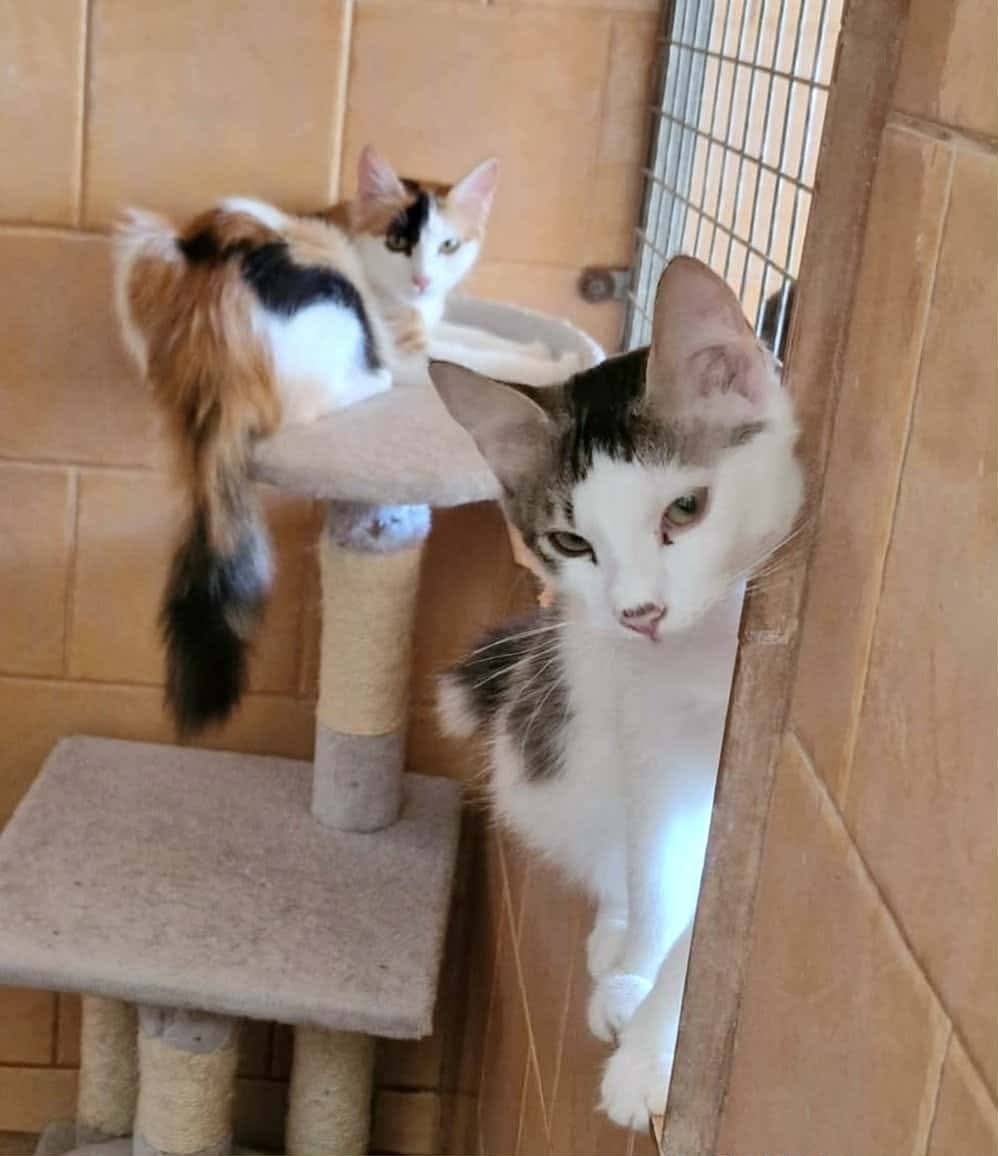 inbound2097464796472486401