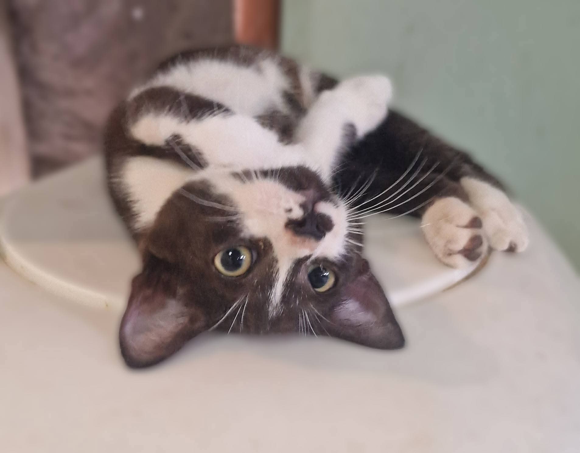 inbound2526644196825625959