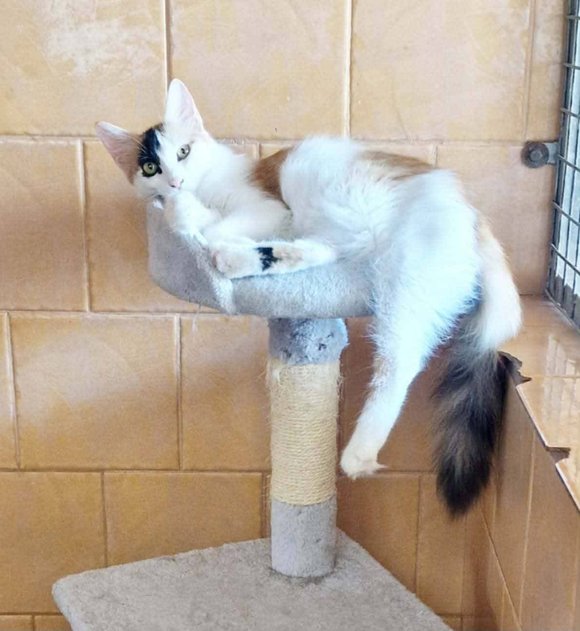 inbound4718636861007442161