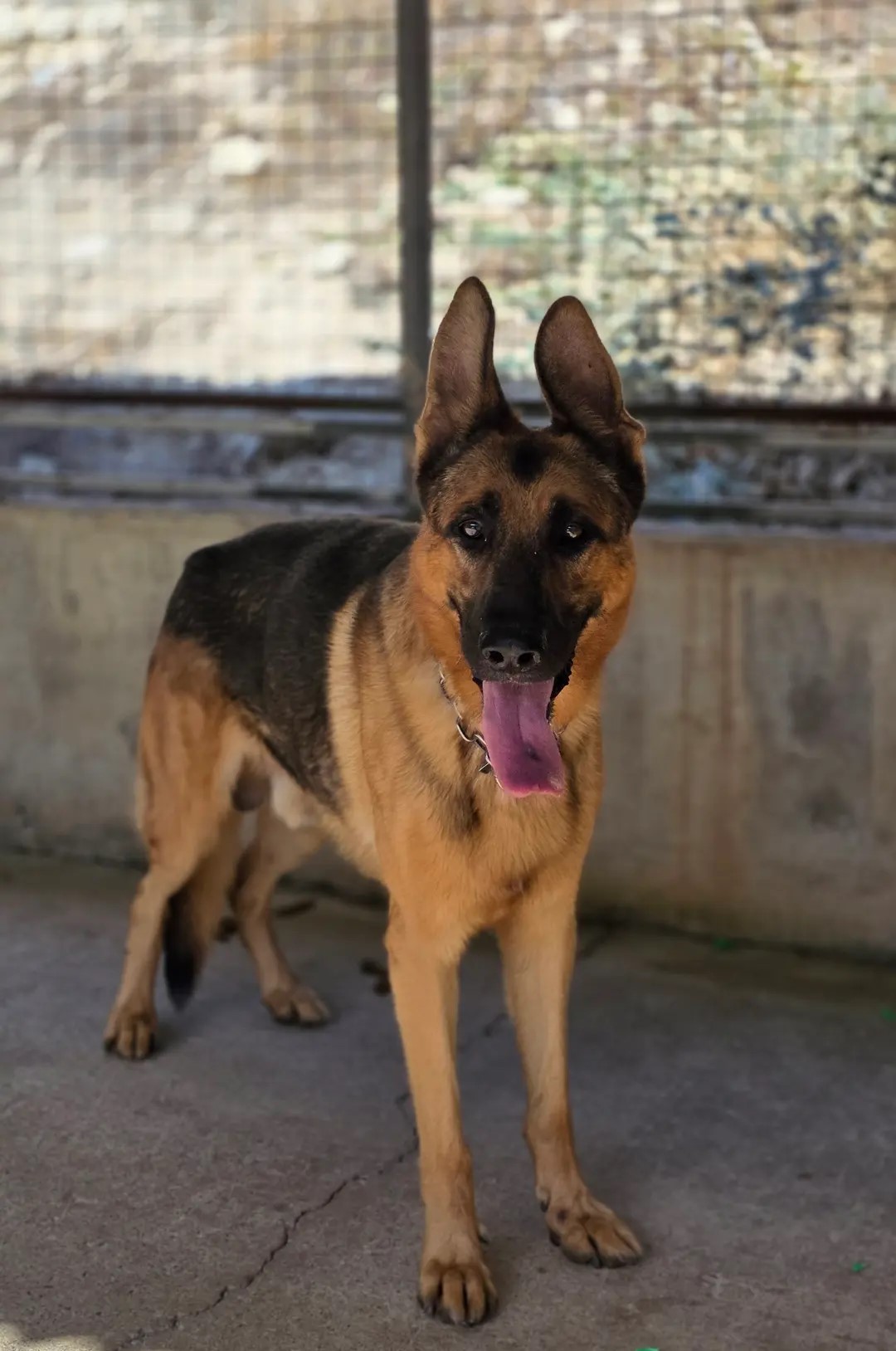 shelter-pound-limassol