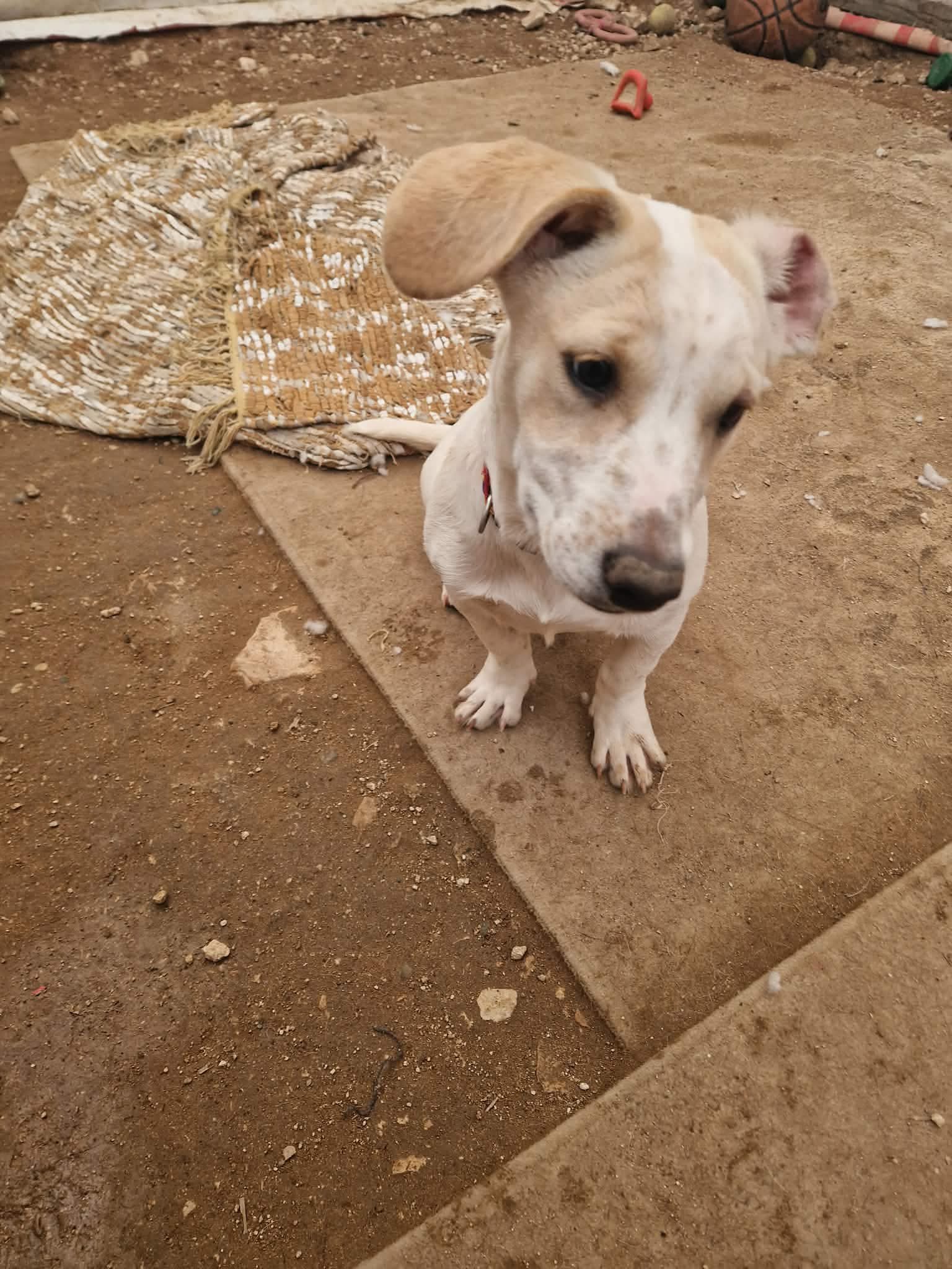 615165695_958049246545544_3181275438503288098_n