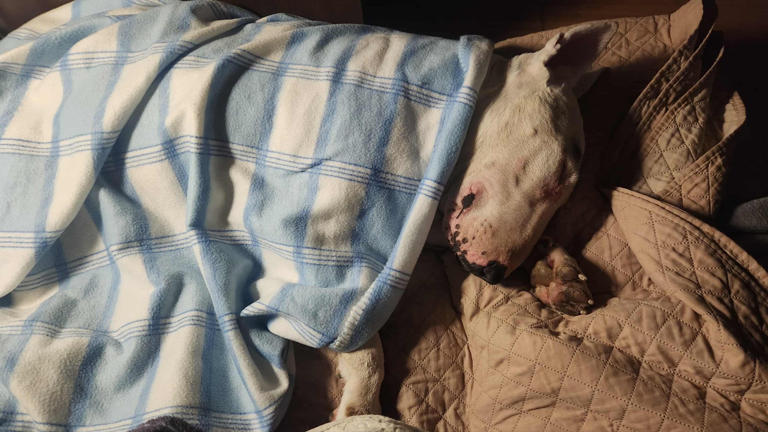 Messenger_creation_18962542-781E-4634-B82A-D8B89D39B7FE