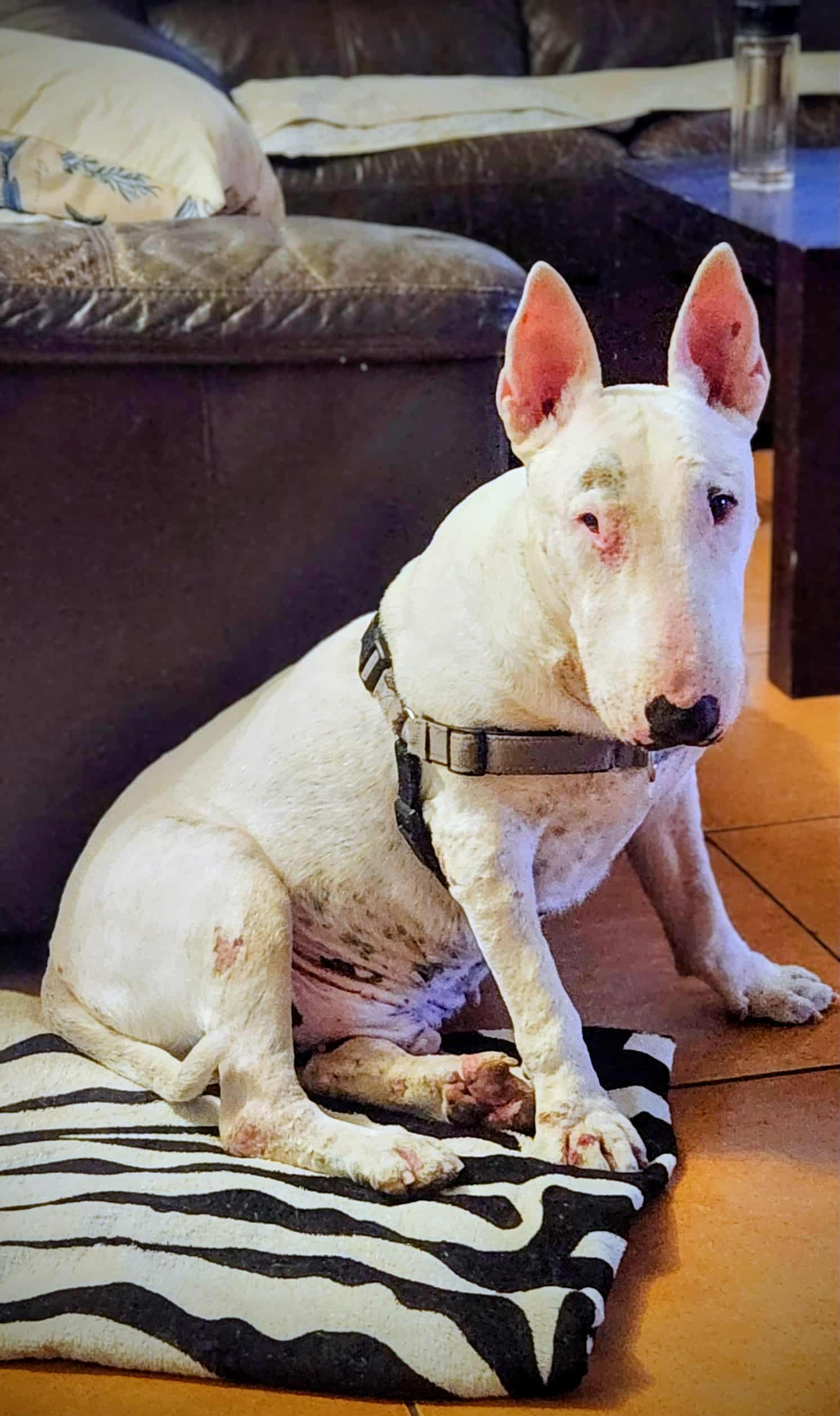 Messenger_creation_90EB7118-045B-44E6-97AE-C1326ECB9252