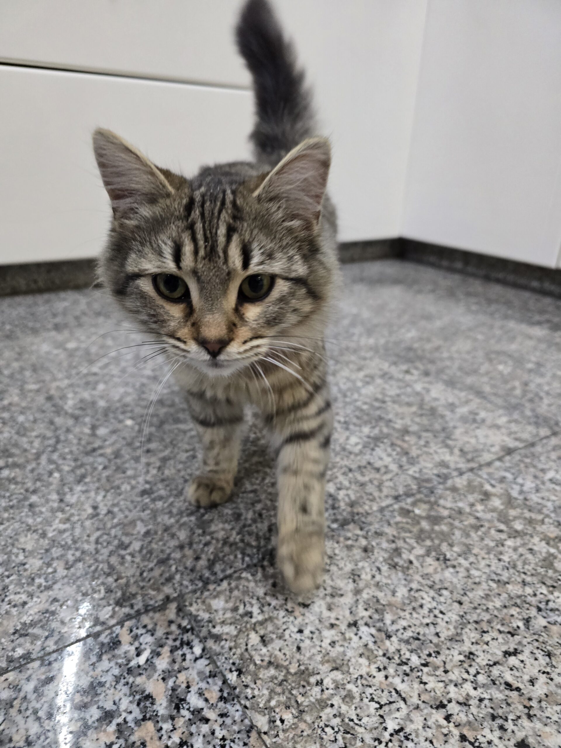 inbound3733444080190364862