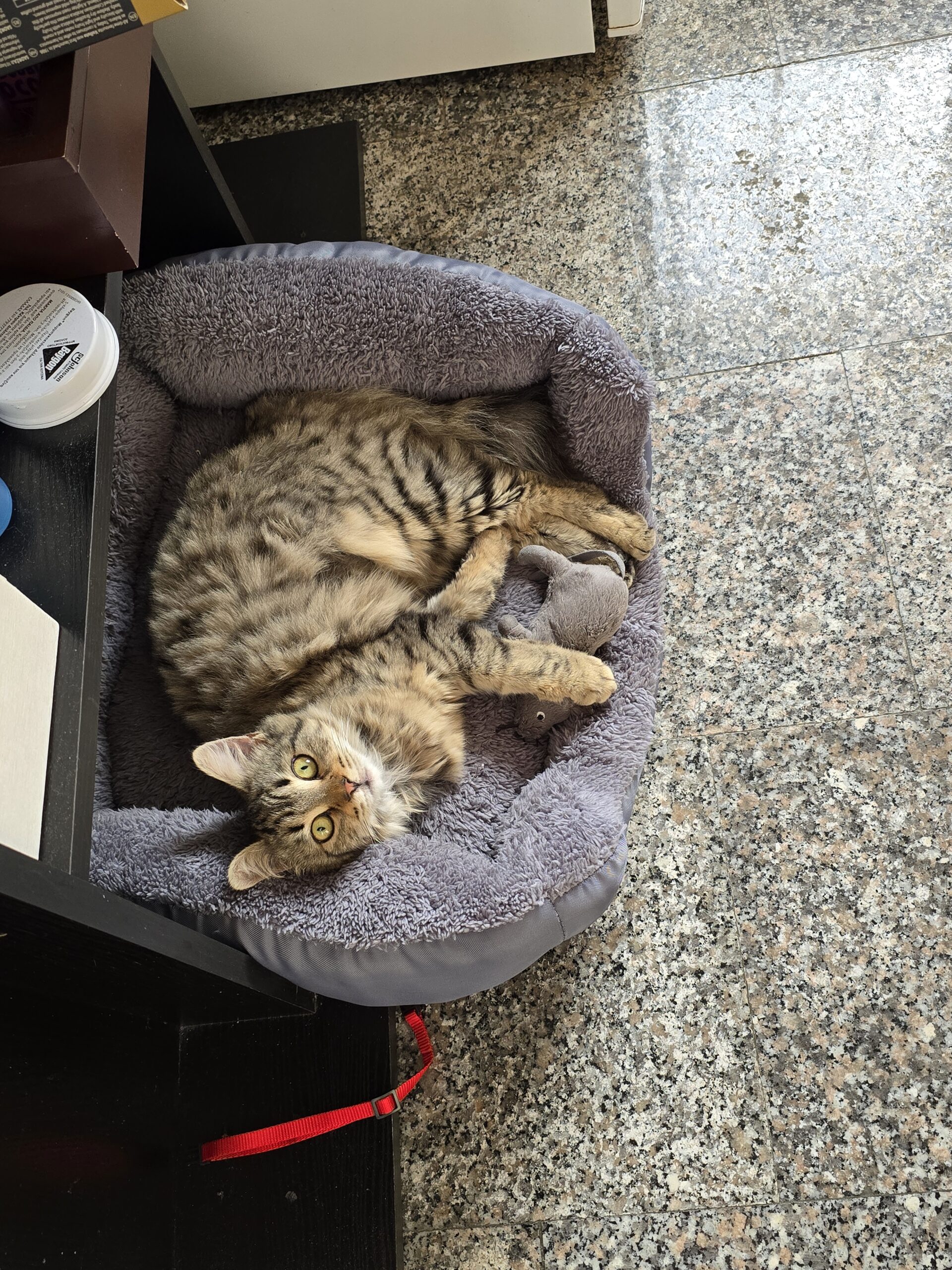 inbound3956184840104394310