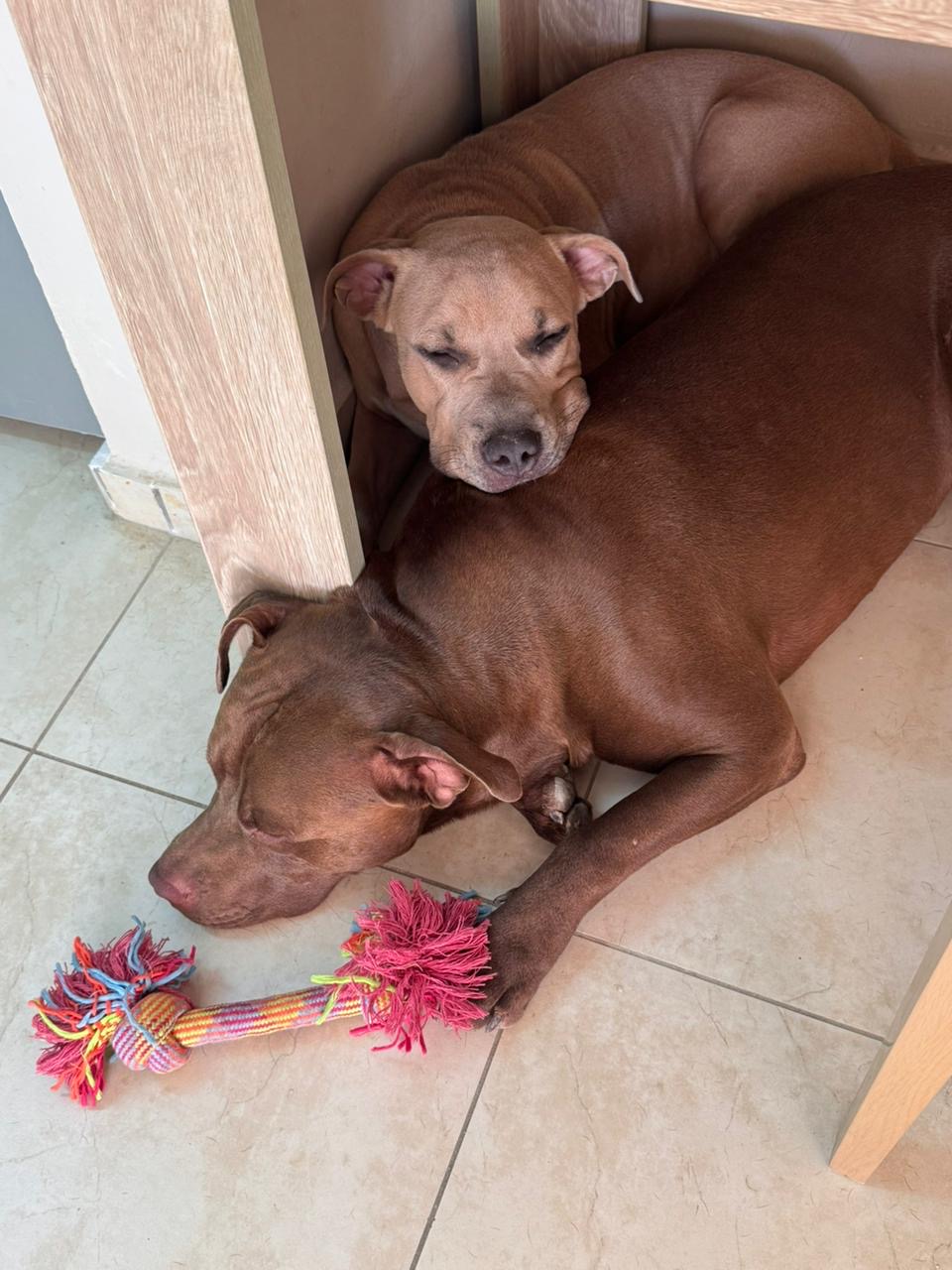 1cf30dcb-4327-452b-b88d-f062451552d0