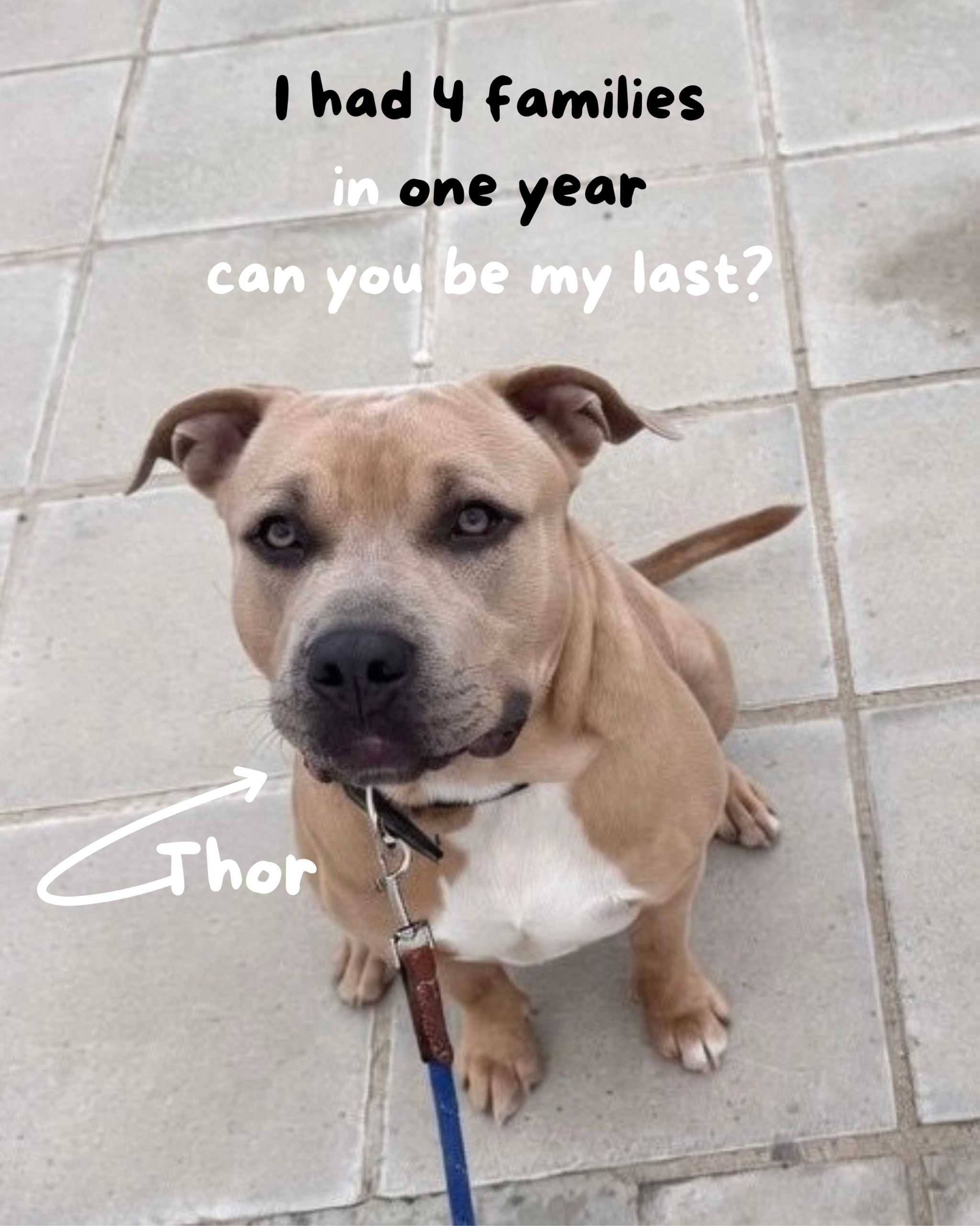 4-families-in-one-year-can-you-be-my-last