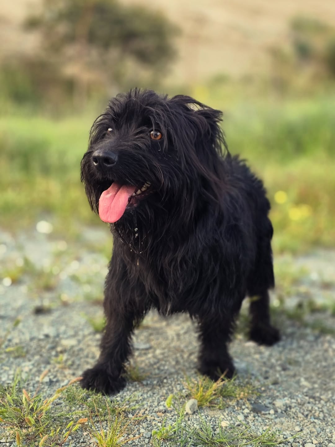 Aster-❤️-1.5-years-old-mixed-breed-medium-sized-girl-≈14-kg-🩺-Infection-free-vaccinated-1