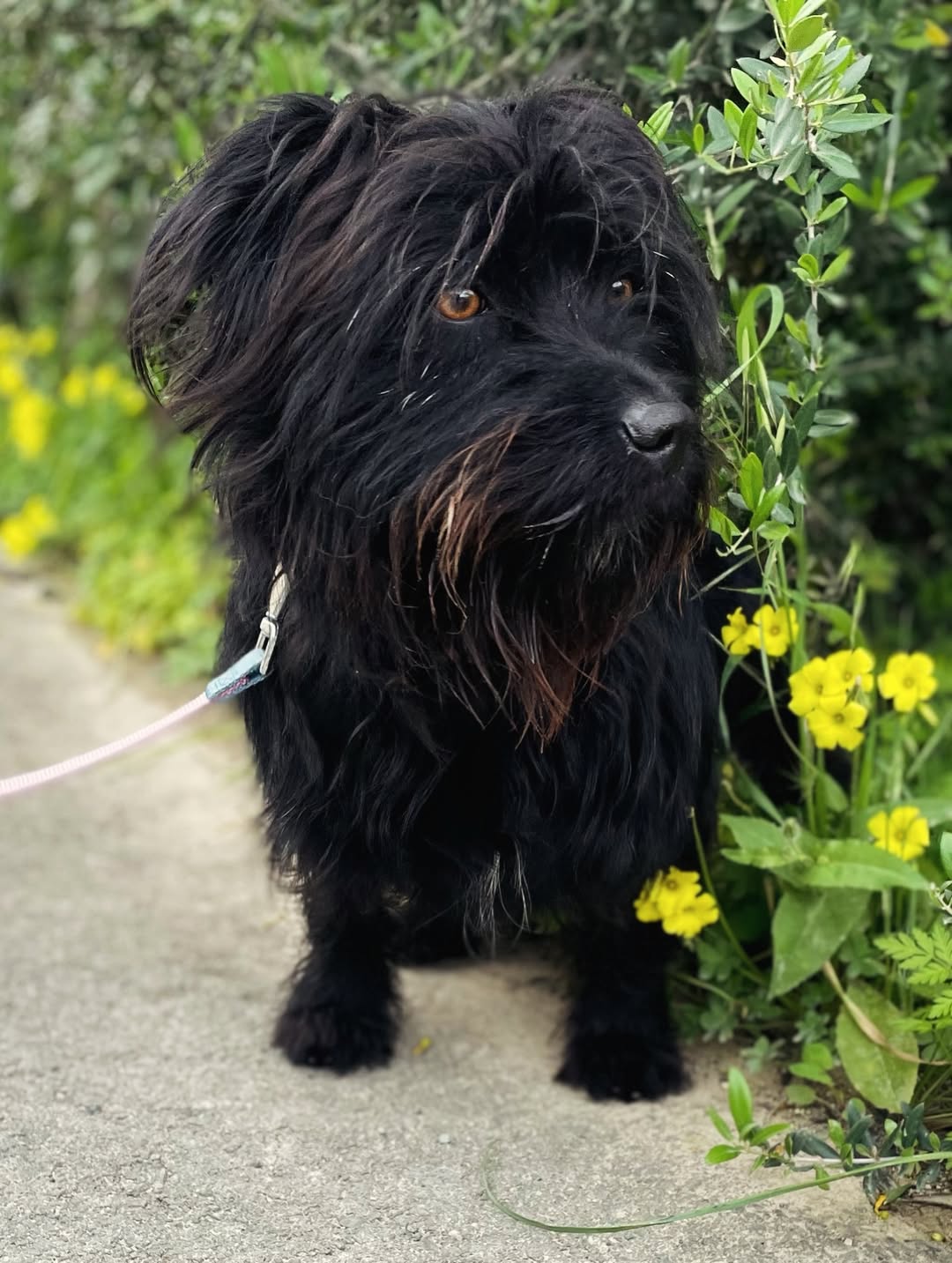 Aster-❤️-1.5-years-old-mixed-breed-medium-sized-girl-≈14-kg-🩺-Infection-free-vaccinated-2