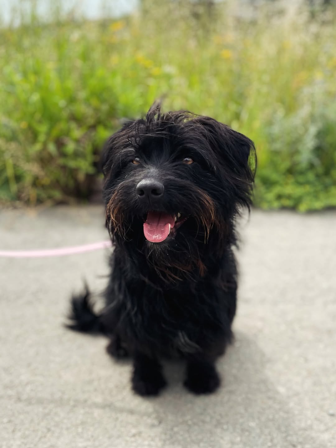 Aster-❤️-1.5-years-old-mixed-breed-medium-sized-girl-≈14-kg-🩺-Infection-free-vaccinated