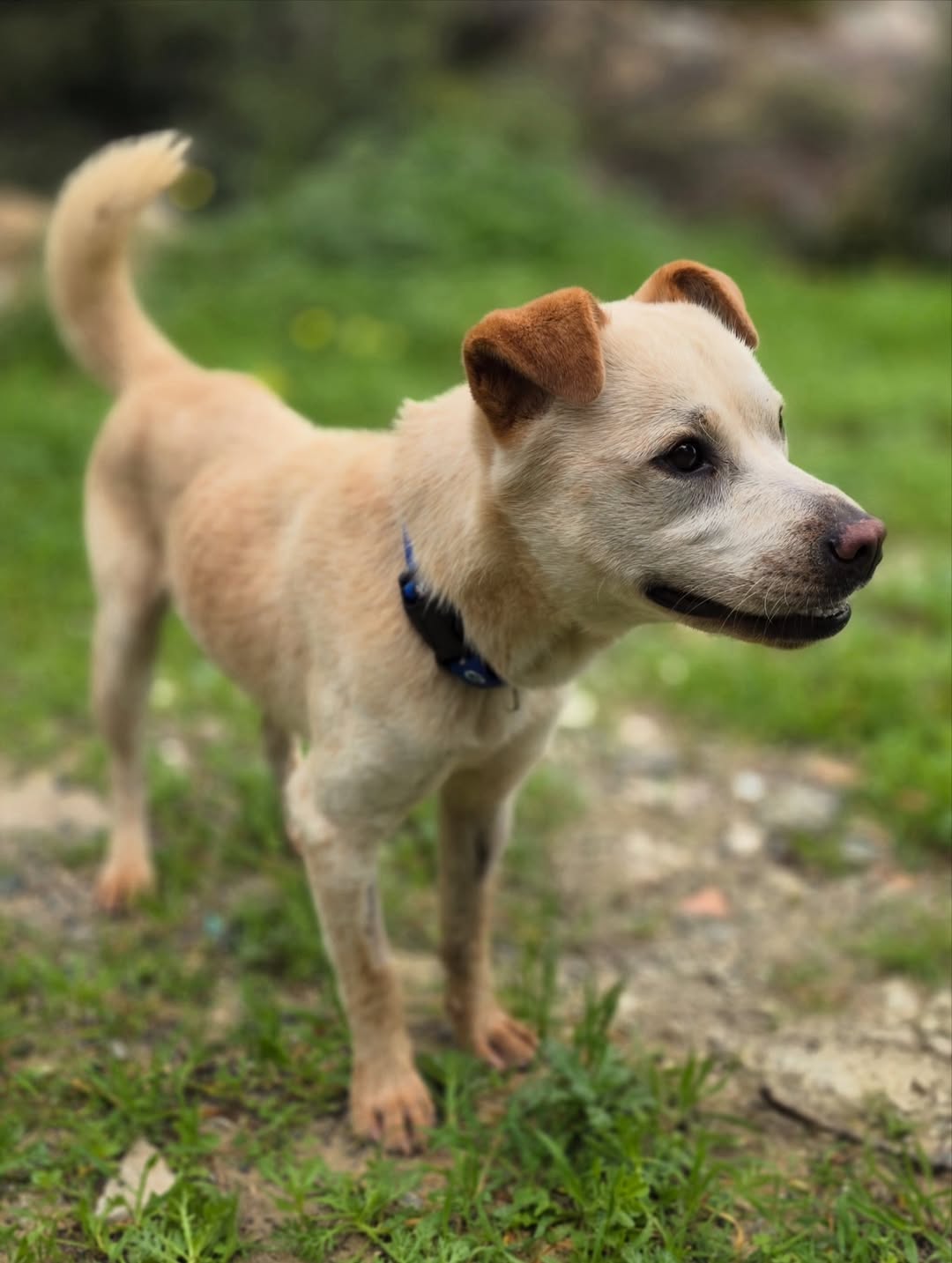 Bear-❤️-2-years-old-mixed-breed-medium-sized-boy🩺-Vaccinated-dewormed-microchipped-soon-t-1