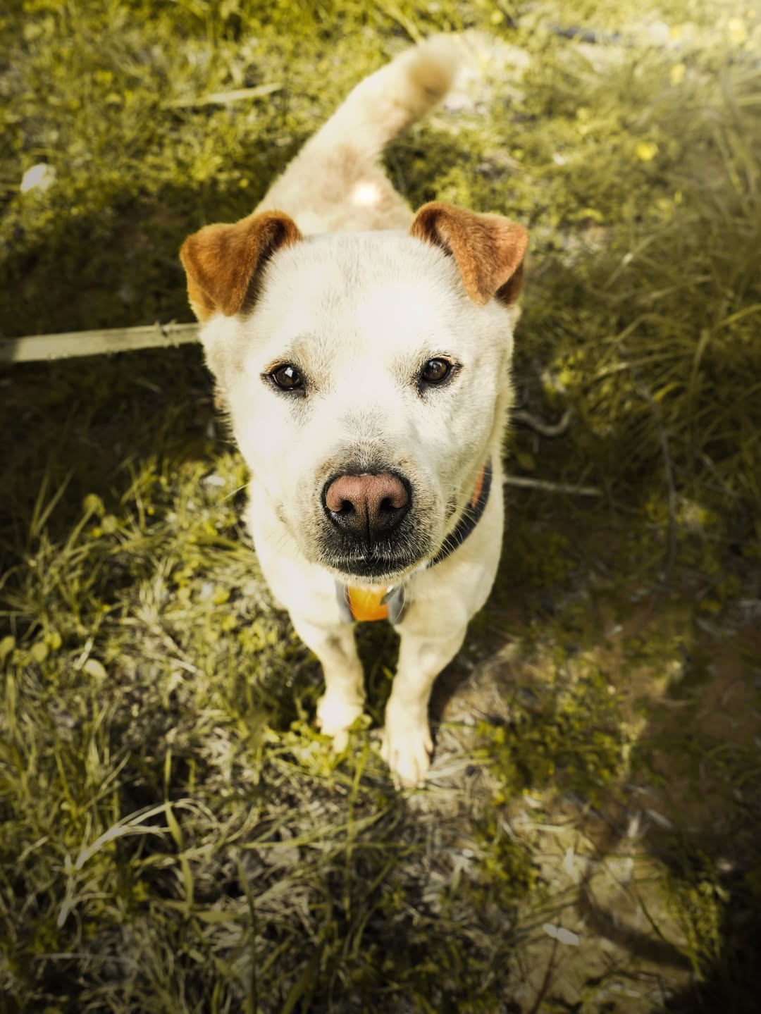 Bear-❤️-2-years-old-mixed-breed-medium-sized-boy🩺-Vaccinated-dewormed-microchipped-soon-t-2